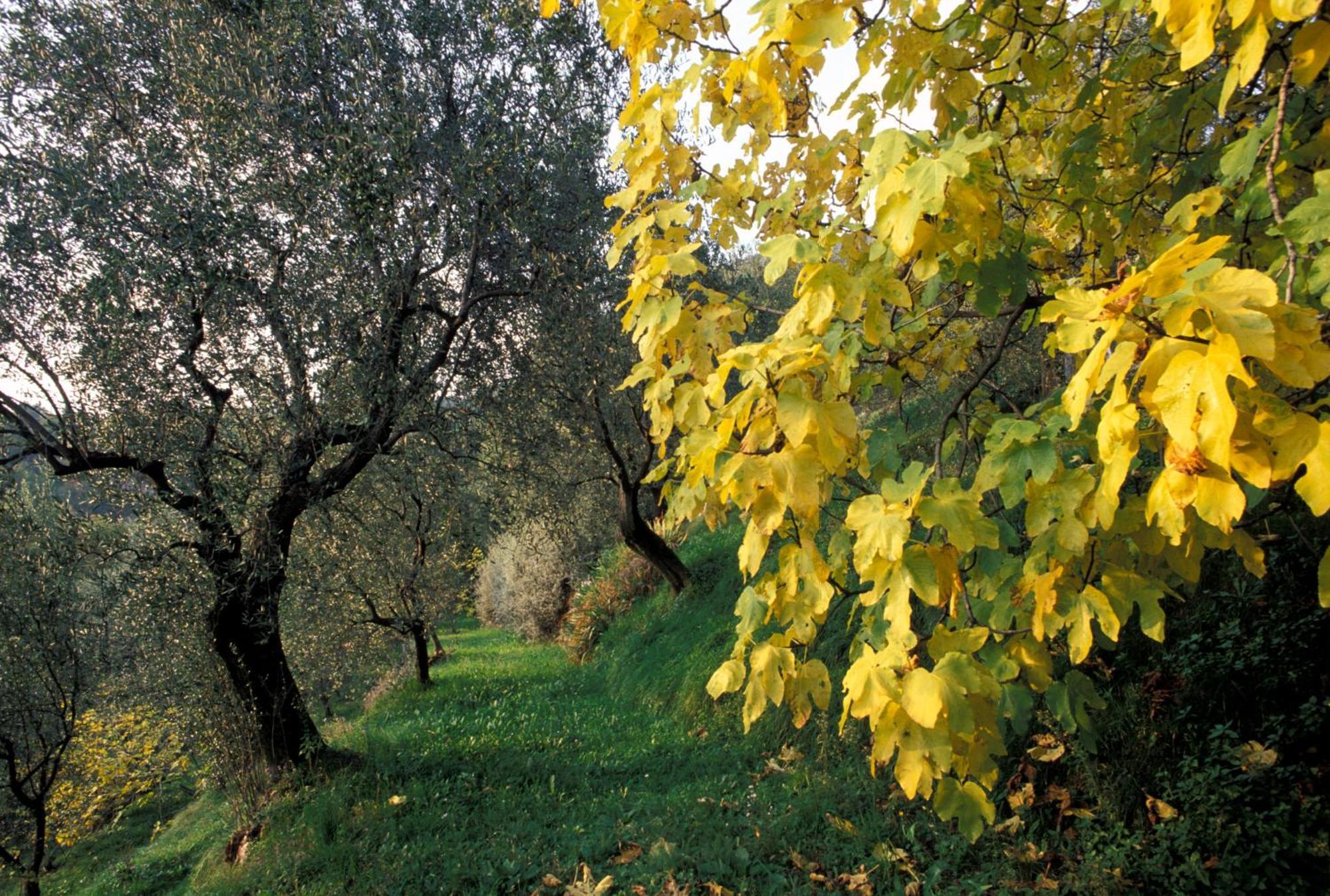 Dimora Bolsone Villa Gardone Riviera Buitenkant foto